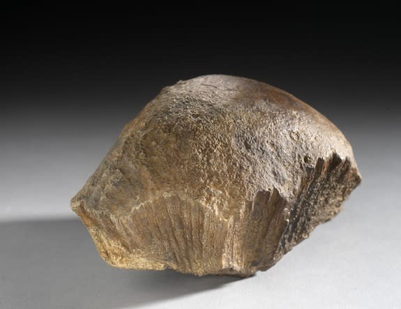 <i>Acrotholus</i> skull, which measures 2 inches (10 cm) thick.