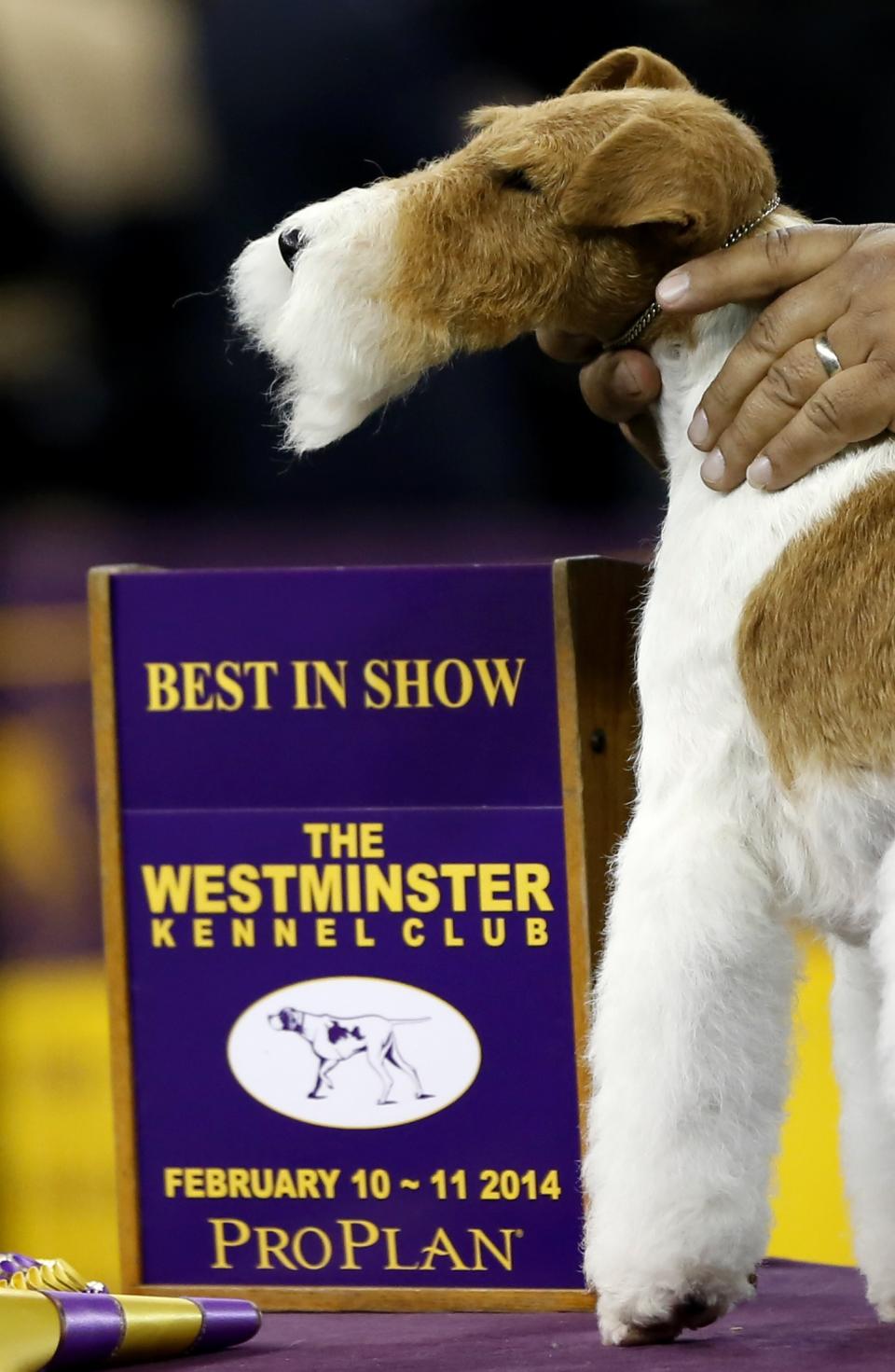 Sky, a wire fox terrier, poses after winning "best in show" at the 138th Westminster Kennel Club Dog Show in New York