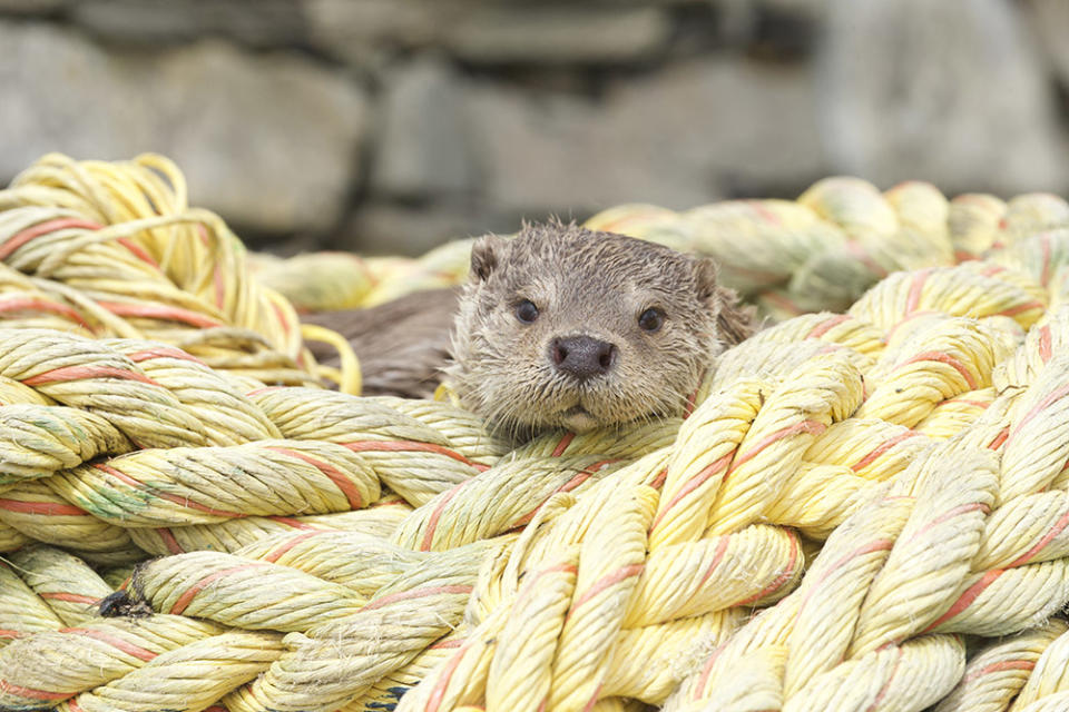 Molly lays in a rope coil, where she often sleeps.