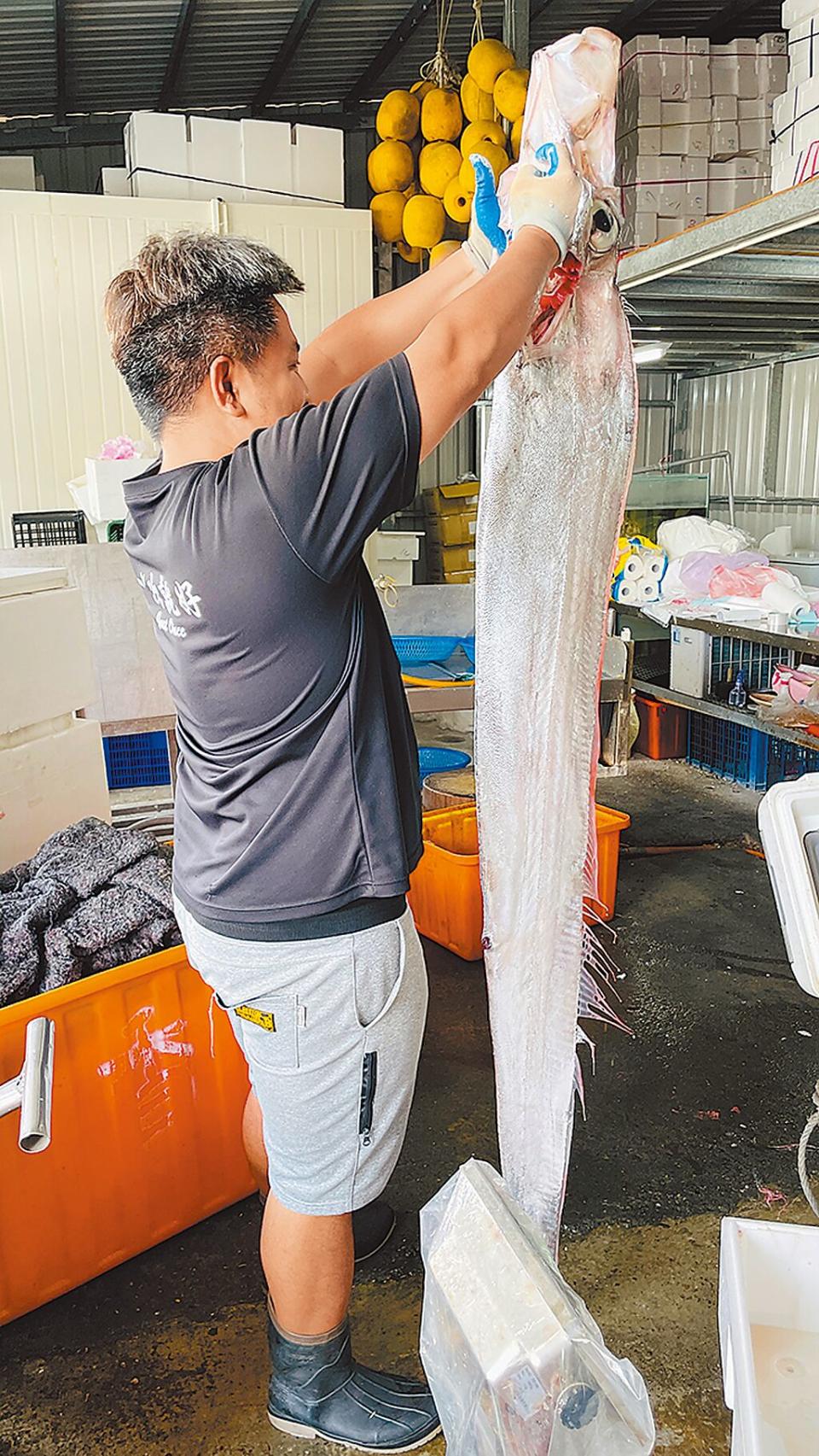 台東市富岡籍漁船6日捕獲身長約2.5公尺，重達12.6公斤，俗稱「地震魚」的皇帶魚。（蕭嘉蕙攝）