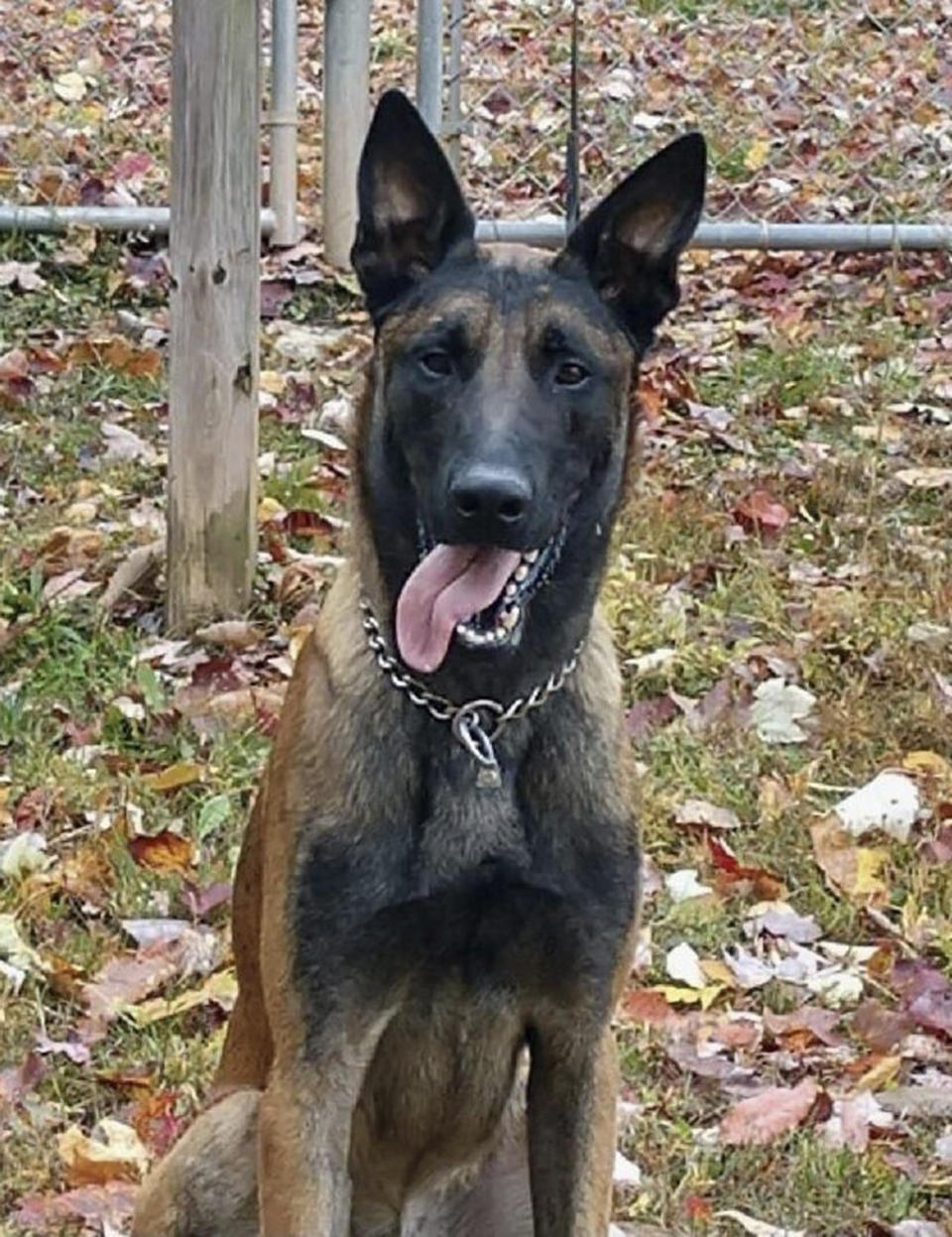 In this undated photo released by the Virginia Department of Corrections shows K-9 Rivan. Virginia prison officials said in a news release, Wednesday, April 3, 2024, that K-9 dog named Rivan, a 5-year-old Belgian Malinois, has died after “heroically” protecting a correctional officer, who was responding to a violent attack involving apparent gang members. ( Virginia Department of Corrections via AP)