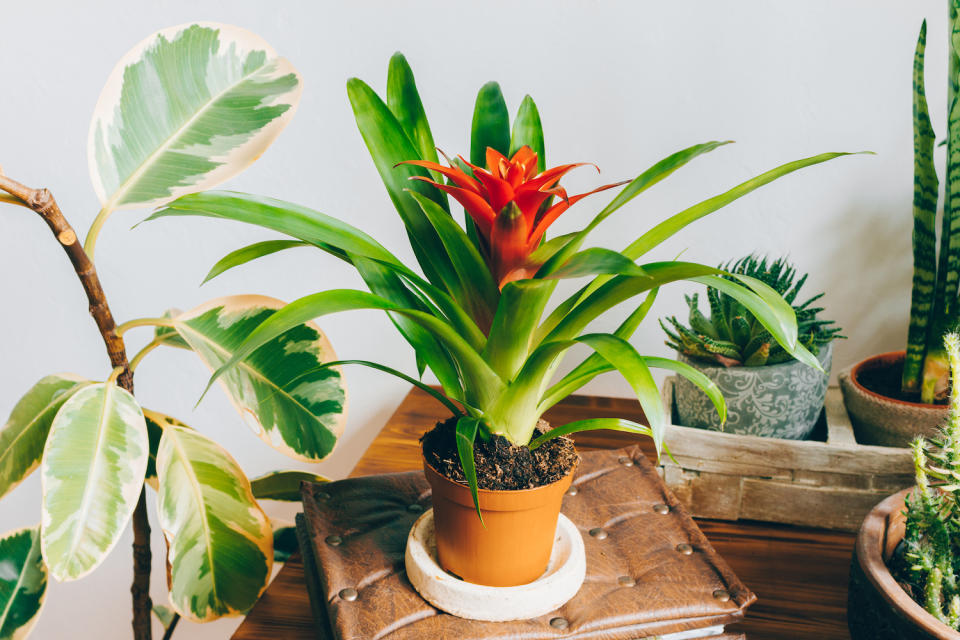 Scarlet star (Guzmania) plant