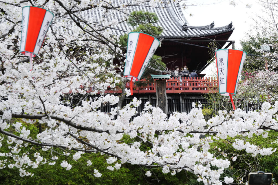 Visitors observe the seasonal cherry blossoms at the Ueno Park Friday, April 5, 2024, in Tokyo. Crowds gathered Friday in Tokyo to enjoy Japan’s famed cherry blossoms, which are blooming later than expected in the capital because of cold weather. (AP Photo/Eugene Hoshiko)
