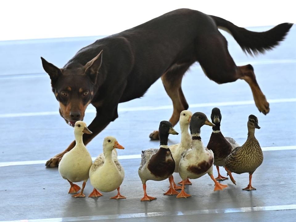 A dog performs during The 147th Annual Westminster Kennel Club Dog Show Presented by Purina Pro Plan - Canine Celebration Day at Arthur Ashe Stadium on May 06, 2023 in New York City.