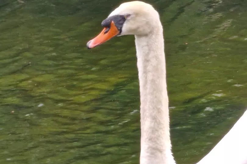 Popular swan 'Nelson' has lost an eye in dog attack