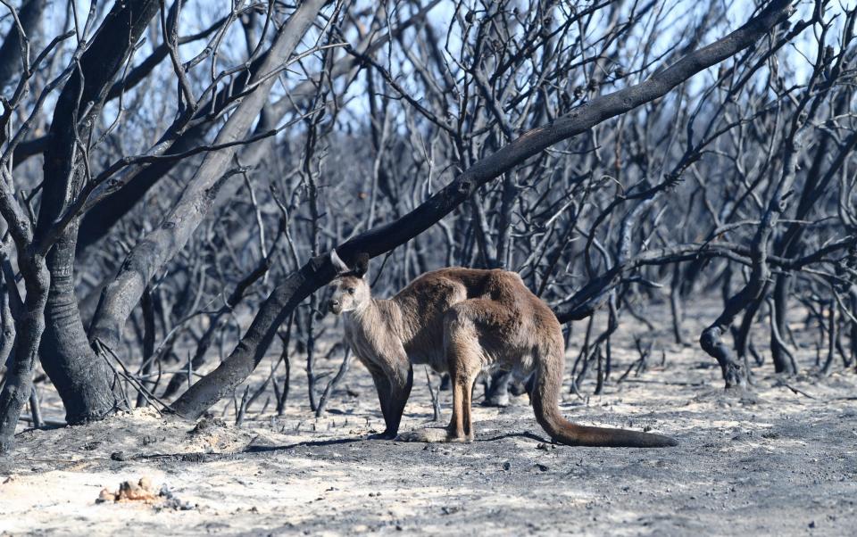 Aftermath of the fires on Kangaroo Island, Australia