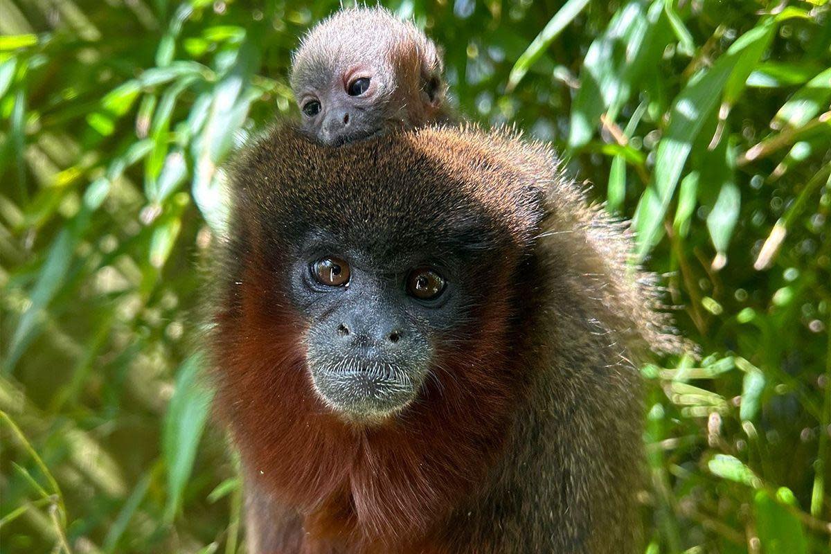 Cute - the adorable new baby coppery titi monkey with dad Lewis <i>(Image: Colchester Zoo)</i>