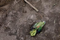 <p>A dead parakeet is seen outside a house affected by the eruption of the Fuego volcano at San Miguel Los Lotes in Escuintla, Guatemala, June 6, 2018. (Photo: Carlos Jasso/Reuters) </p>