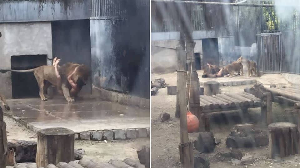 A 20-year-old Franco Ferrada broke into the Chilean zoo&#39;s lion enclosure, took off his clothes and jumped into the pen. Photo: Twitter