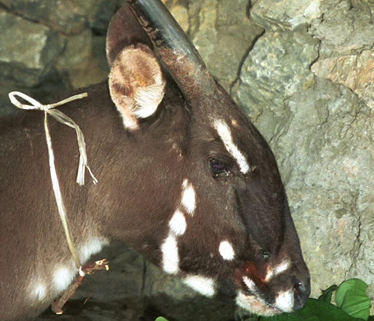 This handout picture taken in 1996 and received from WWF on November 13, 2013 shows a female saola at Lak Xao, in the Lao province of Bolikhamxay