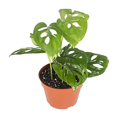 California Tropicals Monstera Adansonii Real Live Indoor Houseplants - Big Low Light Tropical Plant for Air Purifying Decorations - 4