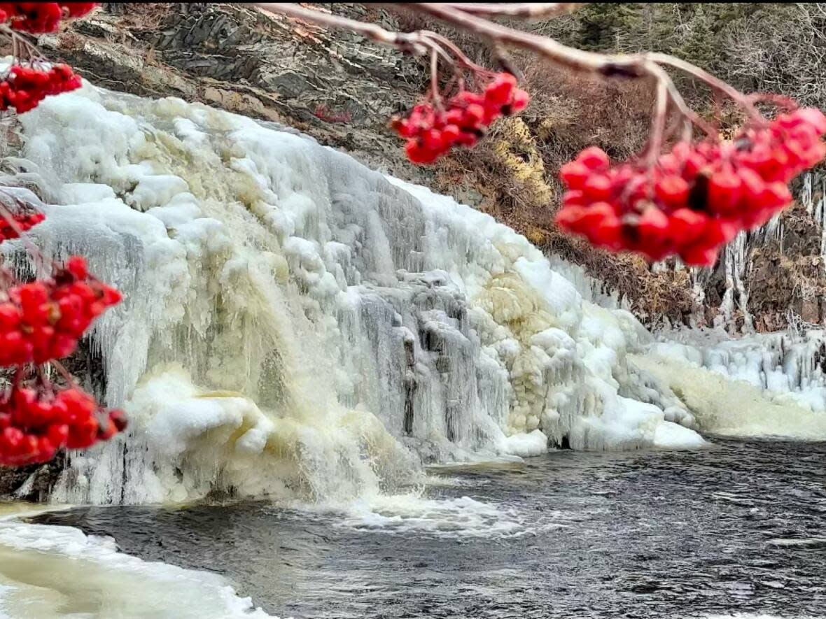 Some extremely ripe dogberries hang heavy near a frozen waterfall in Western Bay.  (Submitted by Eugene Howell - image credit)
