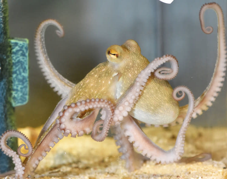 https://www.gettyimages.co.uk/detail/news-photo/the-four-month-old-baby-octopus-jonas-swims-in-the-news-photo/1039820260