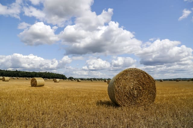 A field full of bailed straw