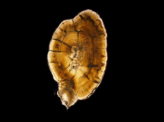 A salmon fish ear bone, or otolith.