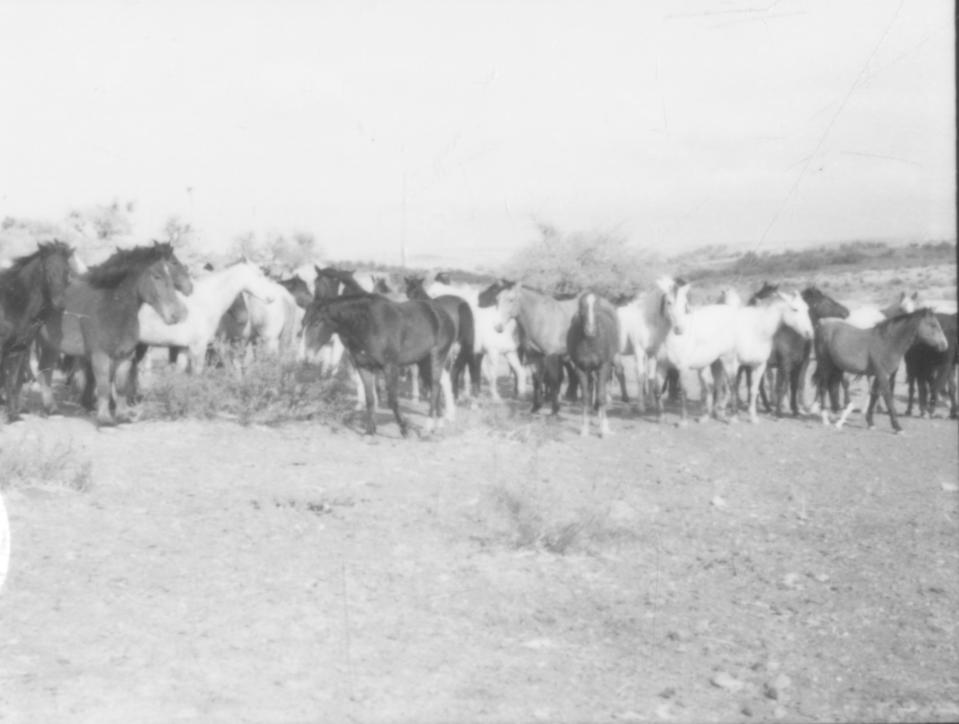 A herd of horses pictured on the early Plains. Because of the large number of horses they owned, Comanches moved their camps often — horses ate a lot. To meet the grazing (feeding) requirements of their mounts they shifted camp as their animals consumed the nearby grass.