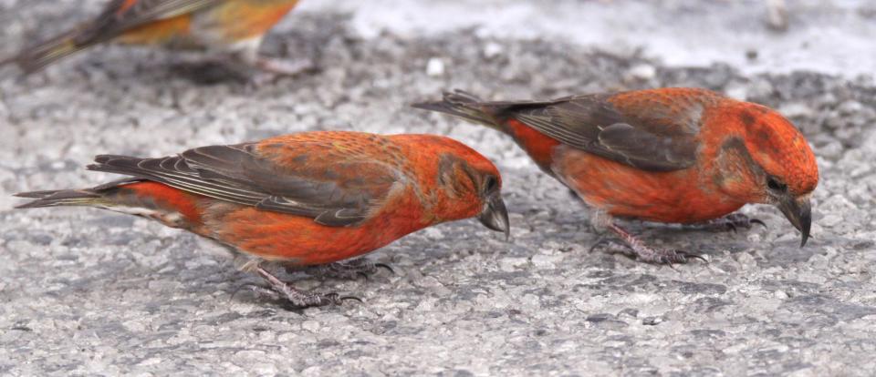 Red Crossbills feeding near Burden Falls in Shawnee National Forest.