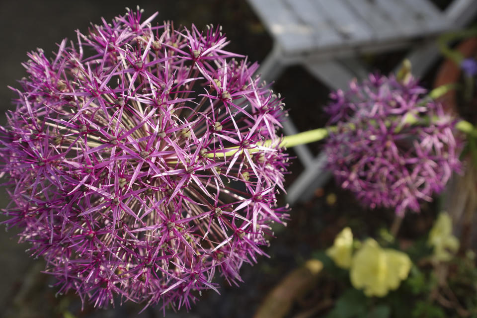 Closeup of pink flowers