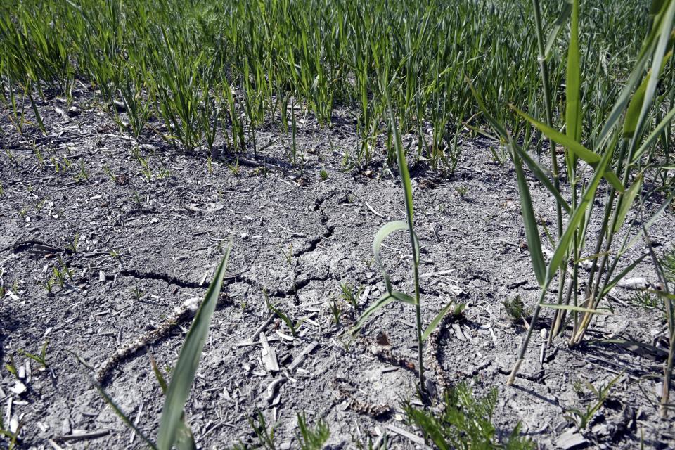 A field suffers from drought in Tuusula, southern Finland, on June 15, 2023. A lack of rain and rising temperatures have led to dangerously dry conditions across the Nordic and Baltic countries. (Jussi Nukari/Lehtikuva via AP)