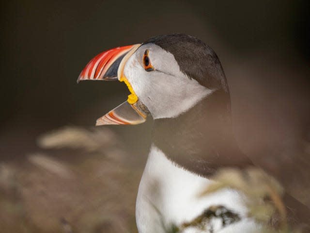 Puffin with open mouth showing how rosette hinge allows it to open so wide