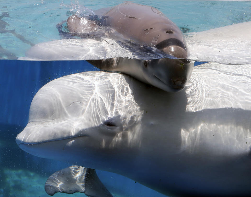 A two-day-old female white whale swims with her mother at the Hakkeijima Sea Paradise aquarium-amusement park complex in Yokohama, southwest of Tokyo, Saturday, June 30, 2012.(AP Photo/Itsuo Inouye)