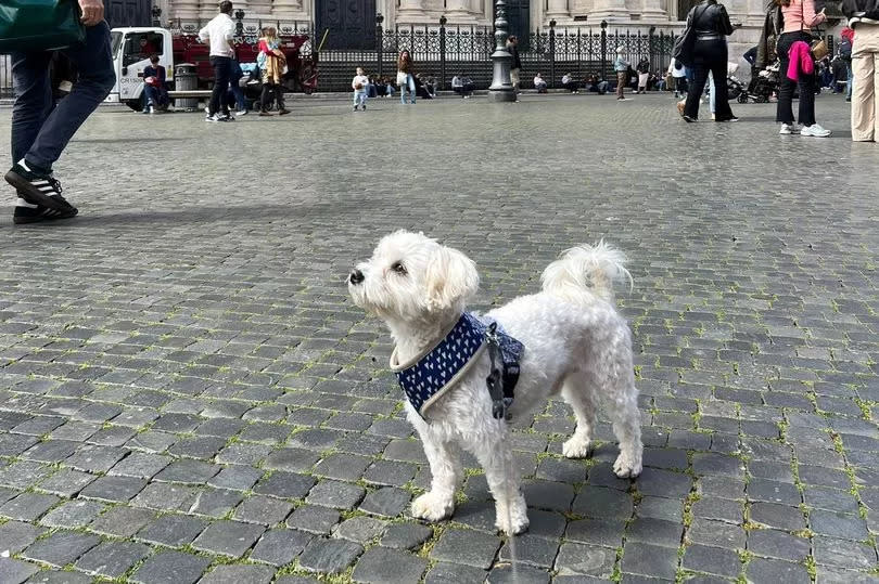 Catherine Sophie, 23, jetted to Rome, Italy, in April 2024 with her pooch Teddy, a three-year-old Maltese, in tow