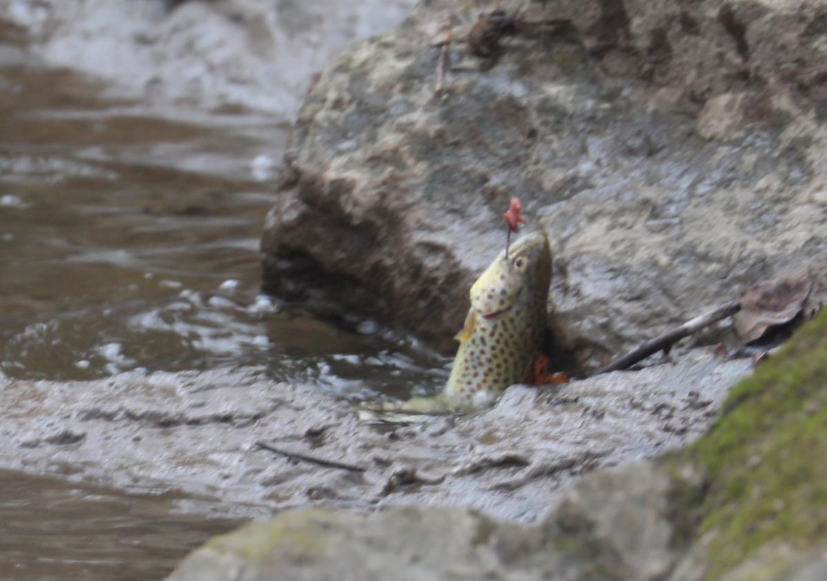 Trout season kicks off with two annual fishing derbies near Rochester