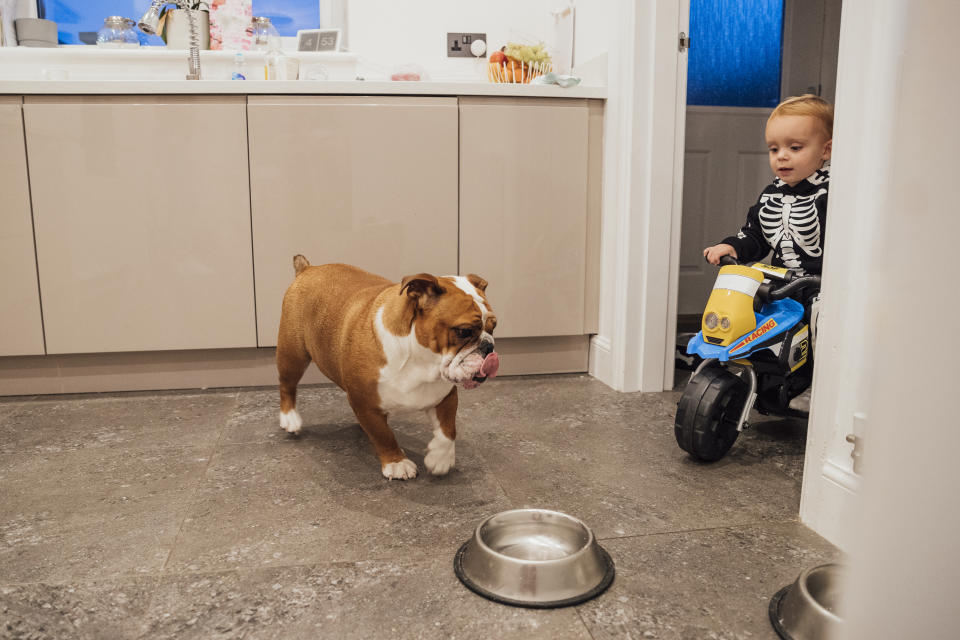 A toddler in a skeleton costume rides a toy motorcycle in a kitchen near an English Bulldog