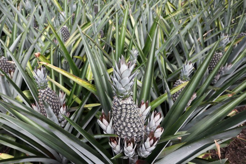 General view of a pineapple plantation in Jenjarom