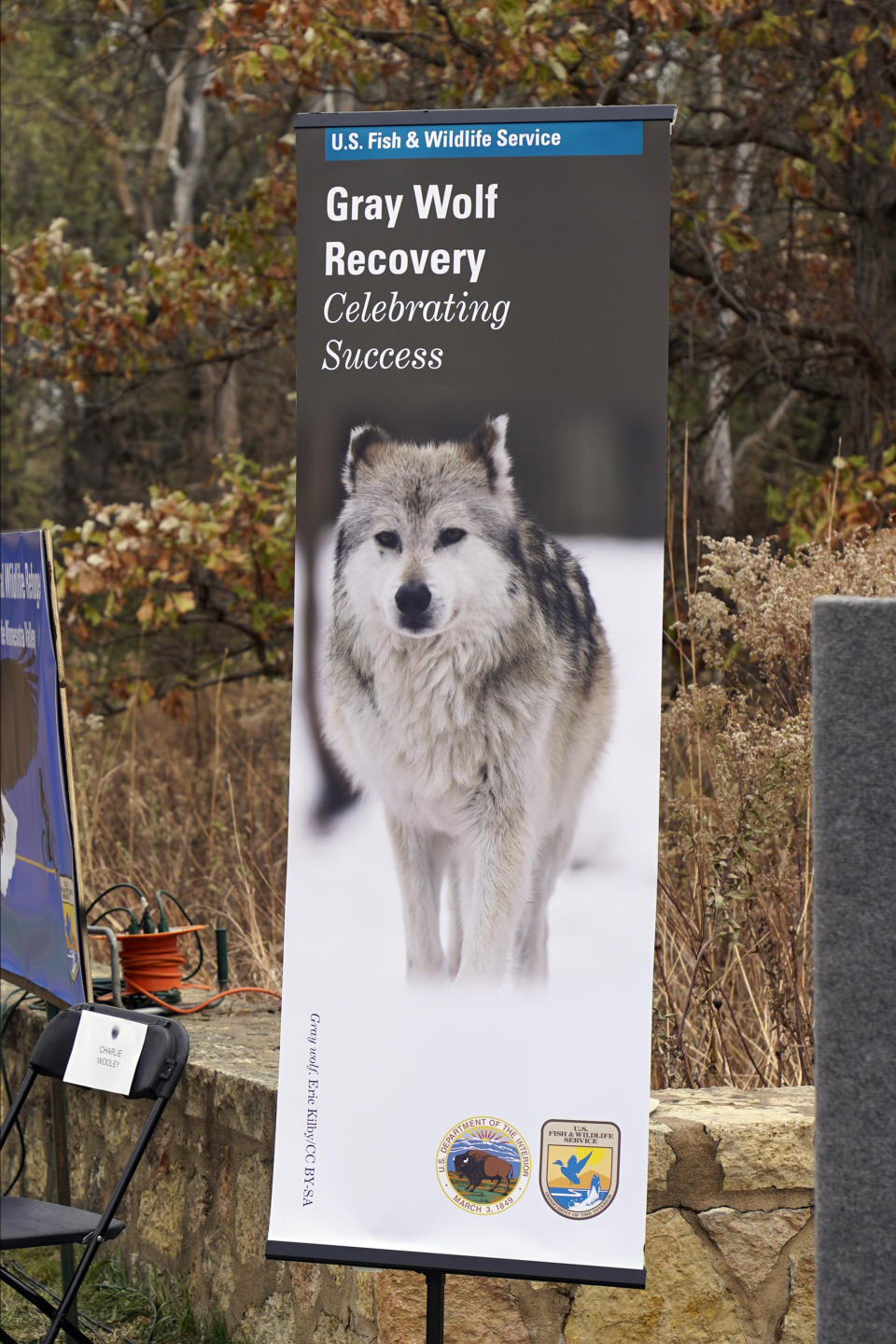 A photos of a gray wolf is displayed near the podium where Interior Secretary David Bernhardt announced the gray wolf's recovery "a milestone of success during a stop at the Minnesota Valley National Wildlife Refuge, Thursday, Oct. 29, 2020, in Bloomington, Minn. The move stripped Endangered Species Act protections for gray wolves in most of the U.S., ending longstanding federal safeguards and putting states and tribes in charge of overseeing the predators. (AP Photo/Jim Mone)