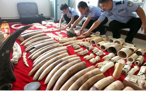 Chinese police officers examine ivory and rhino horn products seized from a criminal gang in 2016 - Credit:  Rex Features