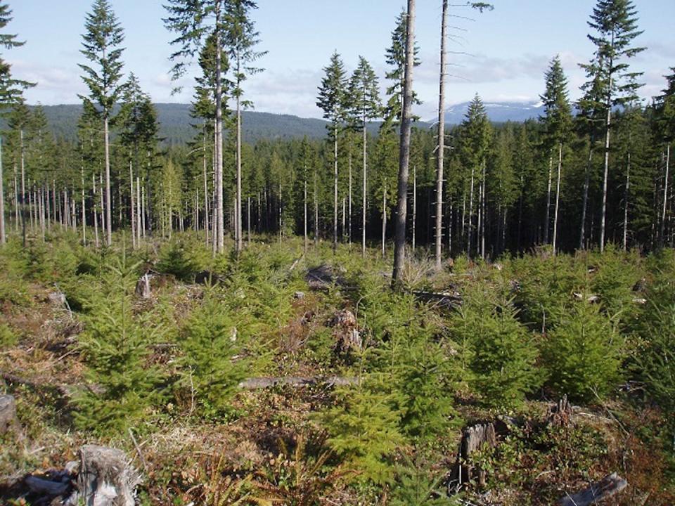 Retention forestry in a Douglas-fir forest on Vancouver Island, in which 40 mature living trees were retained per hectare. <a href="https://www2.gov.bc.ca/gov/content/industry/forestry/managing-our-forest-resources/silviculture/silviculture-research/silvicultural-systems-research/stems/uniform-dispersed-retention" rel="nofollow noopener" target="_blank" data-ylk="slk:(Government of British Columbia);elm:context_link;itc:0;sec:content-canvas" class="link ">(Government of British Columbia)</a>, Author provided