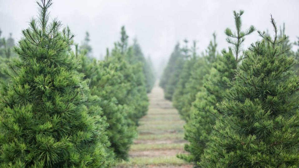 The South's Best Christmas Tree Farms