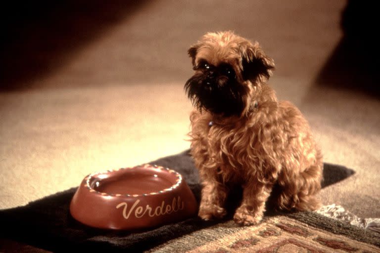 El perro Verdell, una estrella