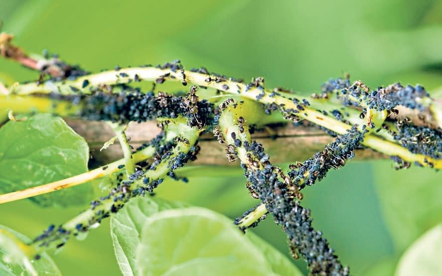  It’s tempting to blast blackfly with bug spray – but try letting nature do its thing - Alamy 