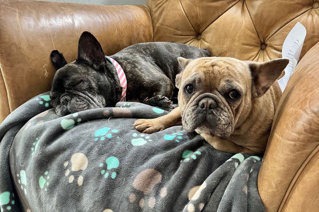 <p>Ashley Pedersen</p> Two French bulldogs at a Space Coast Frenchie Rescue foster home