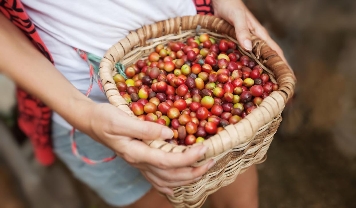 Basket with red ripe coffee beans in a hads of coffee picker at coffee plantation in Colombia. Green tourism and eco plantation. Wicker basket with coffee beans.