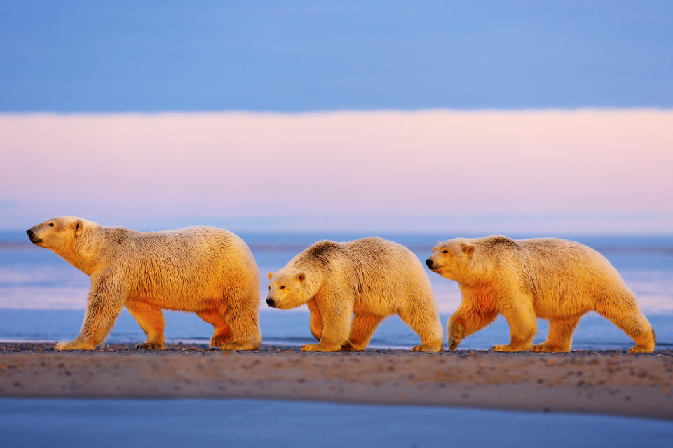 A mother polar bear and her cubs walk in the&nbsp;Arctic National Wildlife Refuge. (Photo: Barcroft Media via Getty Images)