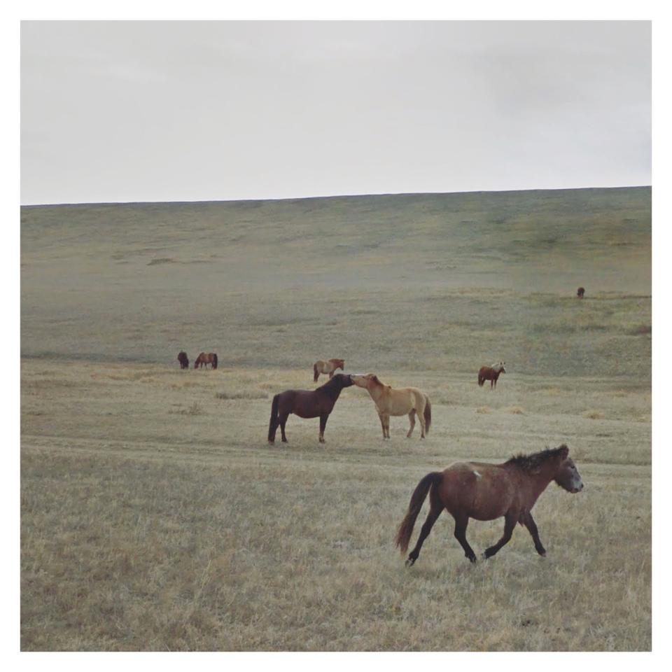 Kissing Horses_Mongolia