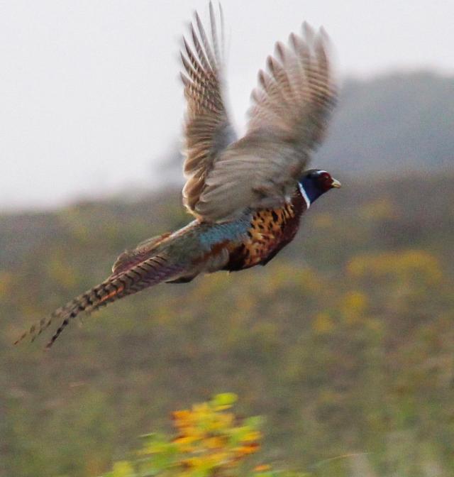 Habitat Needs of Pheasants  North Dakota Game and Fish