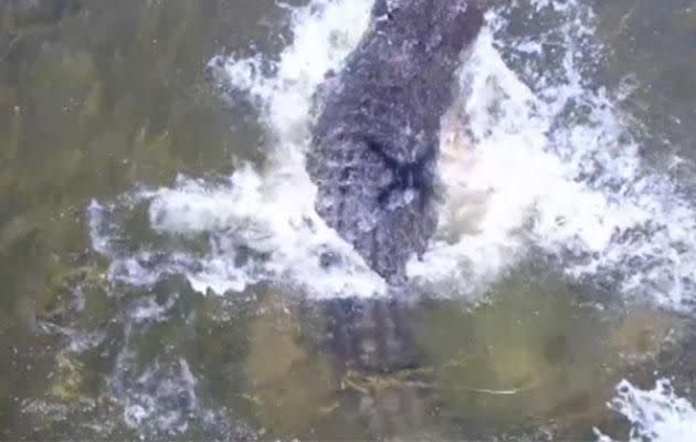 Thankfully, the drone was just out of the croc's reach. Photo: Caters