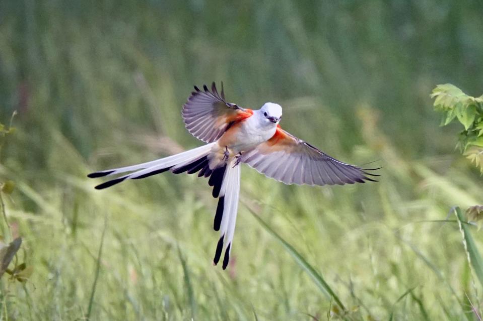 Fred Alsop, author of “Birds of the Smokies,” found an accidental scissor-tailed flycatcher in Cades Cove while leading a birding tour. It would normally be found in more southern states.