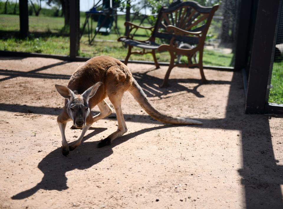 Two-year-old Pongo the Kangaroo hops at Ringtail Ranch Lemur Rescue, Friday, June 16, 2023.