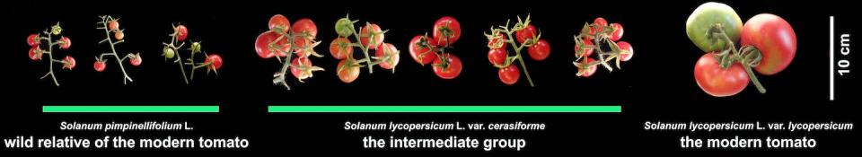 Average fruit size in the cultivated tomato in comparison with its semi-domesticated and fully wild relatives. Hamid Razifard, <a href="http://creativecommons.org/licenses/by-nd/4.0/" rel="nofollow noopener" target="_blank" data-ylk="slk:CC BY-ND;elm:context_link;itc:0;sec:content-canvas" class="link ">CC BY-ND</a>