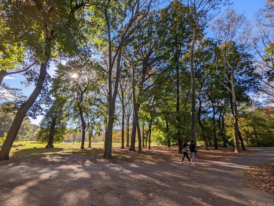 <p>Pixel 6 wide camera sample of the sun peeking through some trees at a park.</p>
