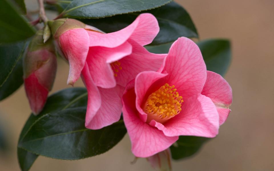 Camellia x williamsii 'Bow Bells' - gapphotos.com