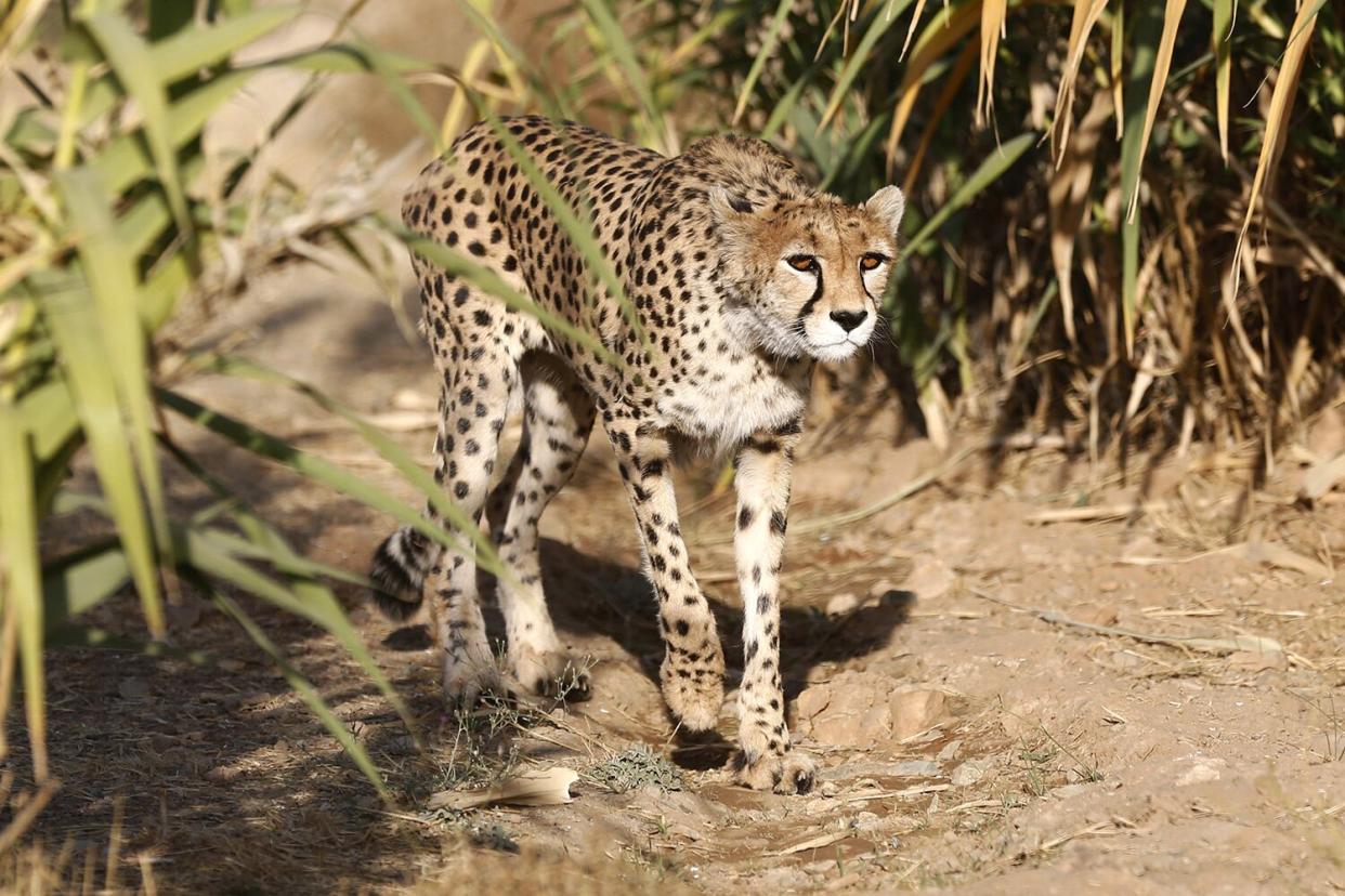 Asiatic Cheetah