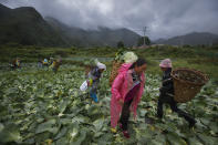 Minority women collect cabbages at a farm near their village houses built by the Chinese government for the ethnic minority members in Ganluo county, southwest China's Sichuan province on Sept. 10, 2020. China's ruling Communist Party says its initiatives have helped to lift millions of people out of poverty. Yi ethnic minority members were moved out of their mountain villages in China’s southwest and into the newly built town in an anti-poverty initiative. (AP Photo/Andy Wong)