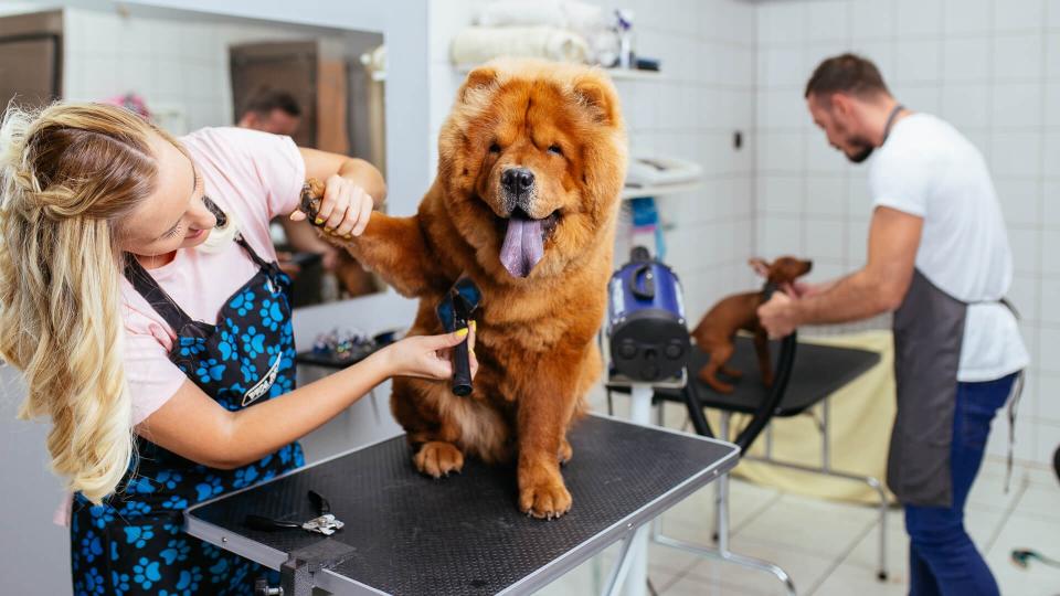 Chow -chow dog at grooming salon.