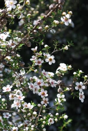 El aceite del árbol del té es una maravilla de la medicina natural - iStockphoto